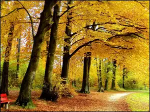 Ławki, Jesień, Alejki, Park, Liście