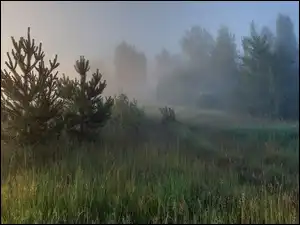 Łąka, Drzewa, Trawa, Mgła