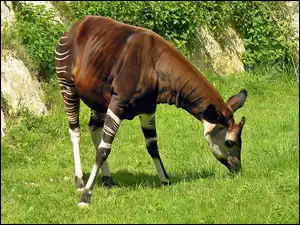 Roślinność, Cień, Okapi, Lato, Światło