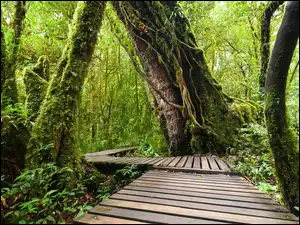 Doi Inthanon National Park w Tajlandii