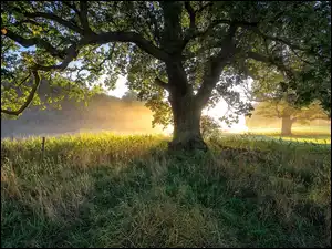 Trawa, Drzewo, Promienie Słońca