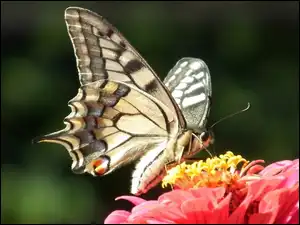 Cynia, Motyl, Paż królowej, Kwiat