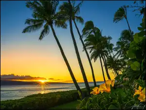 Zachód słońca, Hawaje, Kwiaty, Kaanapali Beach, Palmy, Wyspa Maui, Morze, Stany Zjednoczone, Plaża