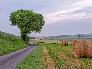 Drzewo, Droga, Bele, Lato, Pola, Słomy