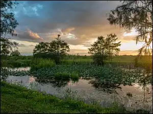 Trawa, Zachód słońca, Drzewa, Staw, Rośliny