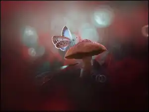 Motyl na grzybku