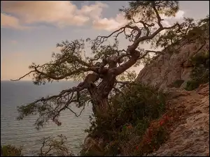 Sosna kalabryjska nad Morzem Czarnym