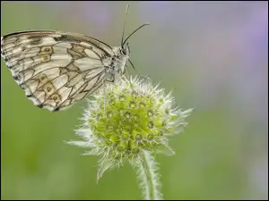 Motyl polowiec szachownica
