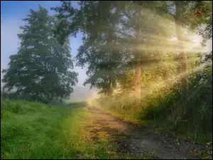 Ścieżka, Las, Trawa, Przebijające światło, Drzewa, Wschód słońca