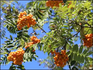 Liście, Park, Czerwona, Jarzębina, Lato