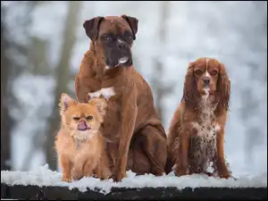 Cocker spaniel, Trzy, Psy, Bokser