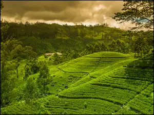 Wzgórza, Sri Lanka, Herbaty, Plantacja, Nuwara Elija
