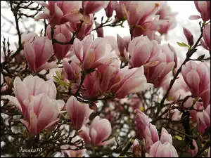 Magnolia, Różowo, Biała