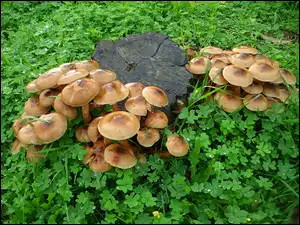 Koniczyna, Pniak, Grzyby, Leśna