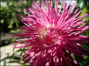 Aster, Kwiatek
