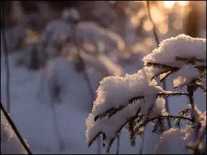 Śnieg, Krzew, Gałązki