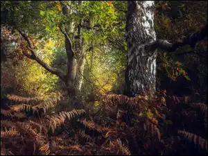Drzewa, Paprocie, Las, Jesień, Liście