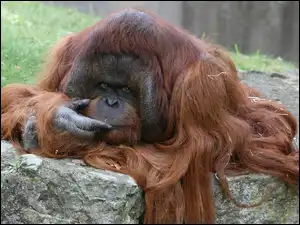 Sierść, Zamyślony, Orangutan, Długa