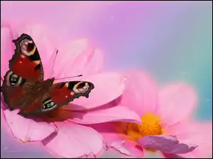 Owad, Dalie, Rusałka Pawik, Motyl, Różowe