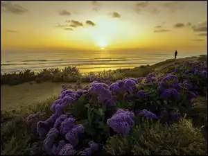 Plaża, Wybrzeże, Morze, Słońca, Kwiaty, Wschód