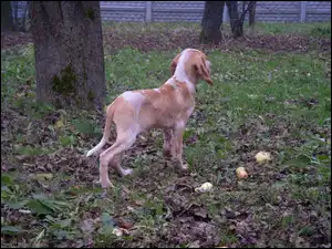 liście, Wyżeł włoski krótkowłosy, Bracco italiano, trawa