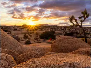 Stan Kalifornia, Park Narodowy Joshua Tree, Chmury, Stany Zjednoczone, Wschód słońca, Drzewo, Skały