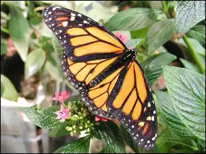 Liście, Motyl, Monarch, Zielone