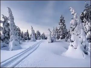 Śnieg, Zima, Świerki, Ślady, Drzewa, Wzgórze