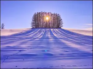 Drzewa, Słońce, Pole, Śnieg, Przebijające