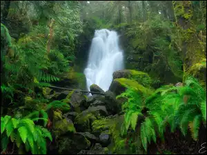 Wodospad w lesie deszczowymQuinault Rainforest