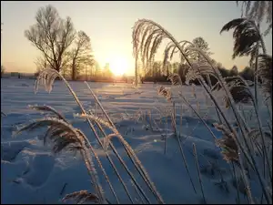 Rośliny, Zima, Wschód słońca