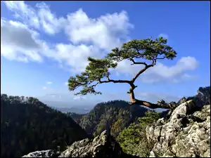 Drzewo, Góry, Pieniny, Sokolica