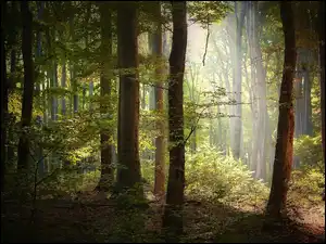 Przebijające Światło, Las, Jesień
