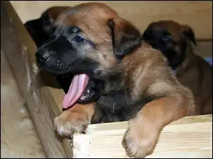 mordka, Owczarek belgijski Malinois, słodka
