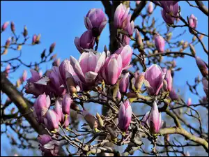 Gałęzie, Kwiaty, Magnolie
