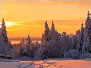 Ośnieżone, Zima, Drzewa