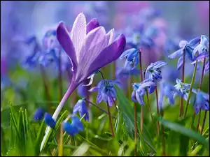 Krokus i cebulica syberyjska w trawie