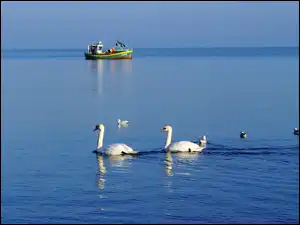 Ptaki, Białe, Woda, Rybacki, Łabędzie, Kuter