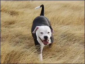 Pit bull
