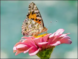 Kwiat, Cynia, Rusałka osetnik, Motyl, Różowa