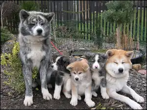 Rodzinka, Akita, Szczęśliwa, Psia