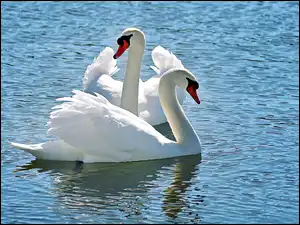 Łabędzie, Dwa