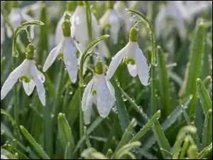 Białe, Krople, Wiosenne, Przebiśniegi, Kwiaty