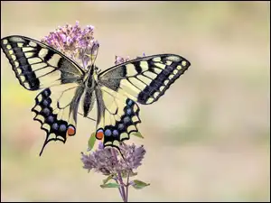 Gałązka, Motyl, Paź królowej, Kwiaty