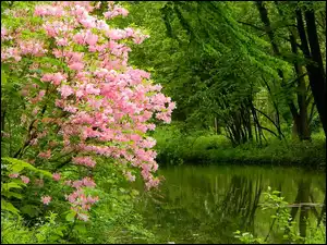 Krzew, Park, Jeziorko, Kwitnący