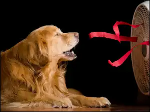 Golden retriever z wiatrakiem