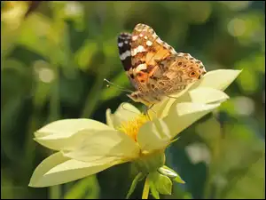 Owad, Dalia, Rusałka Osetnik, Motyl, Kwiaty
