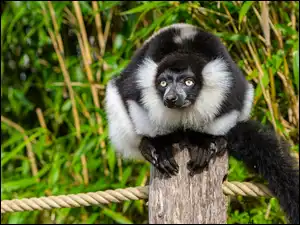 Słupek, Czarno-biały, Lemur