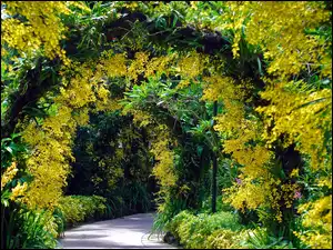 Łuki, Singapur, Krzewy, Drzewa, Ogród Botaniczny
