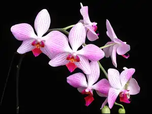 Orchidea, Liliowo, Biała